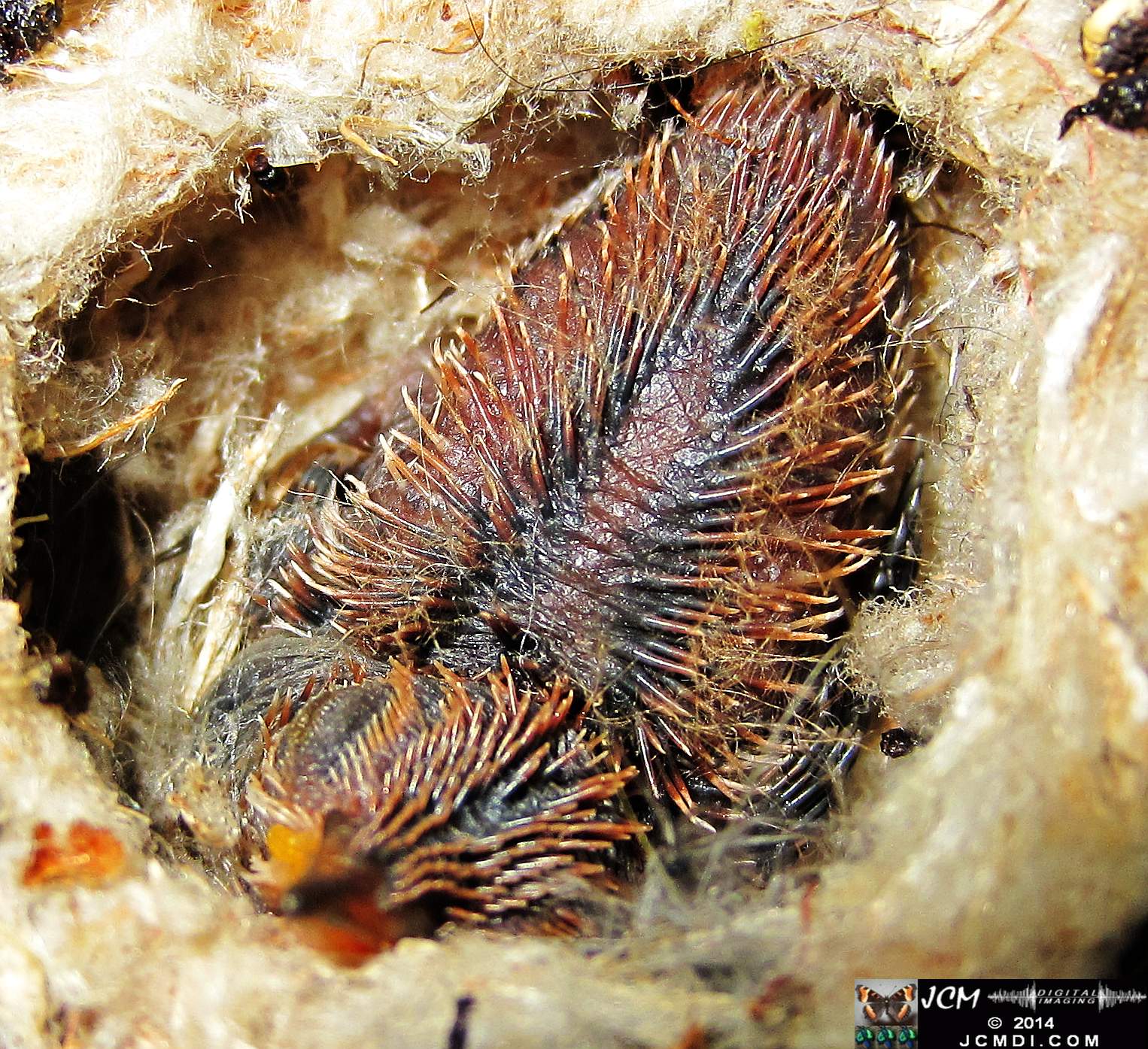 Allens Hummingbird nest and chick 3-16-2014